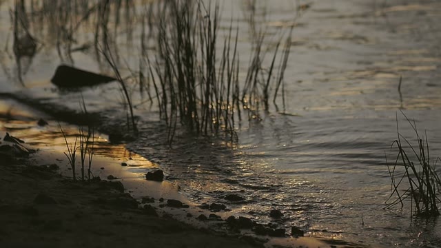 Waves Are Nailed To The Sandy Coast