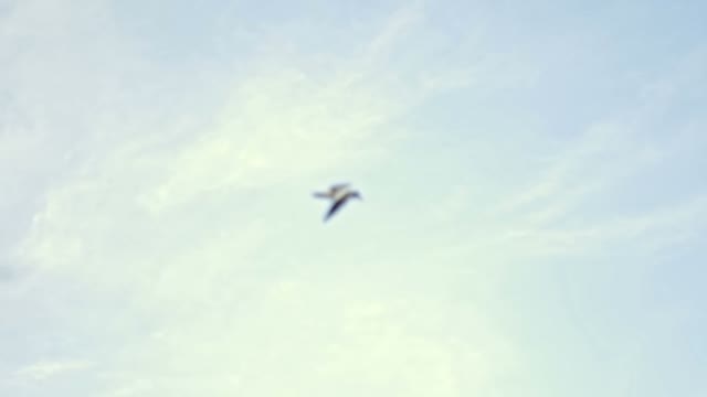 Gull Flying Through The Sky