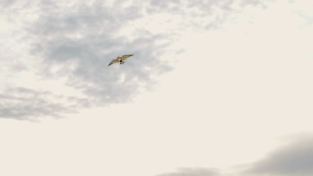 Kite Floats Across The Sky