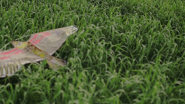 Kite Lies On The Grass