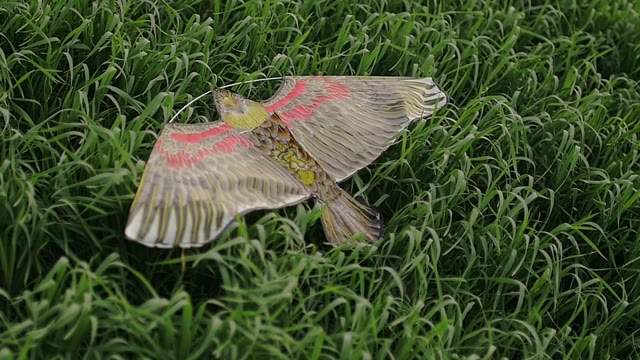 Kite Lies On The Grass
