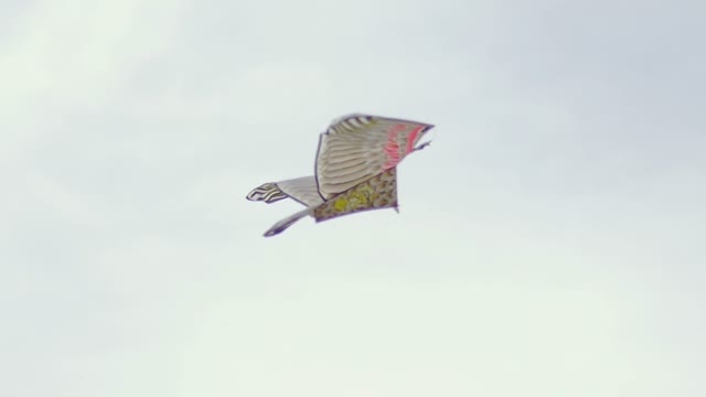 Kite Flying In The Sky