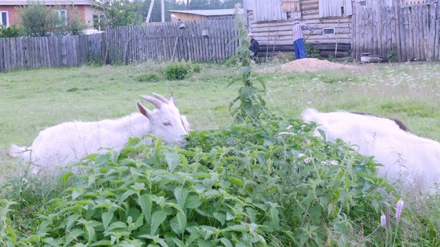 Goats Eat Nettles