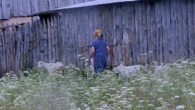 Grandmother Takes A Herd Of Goats