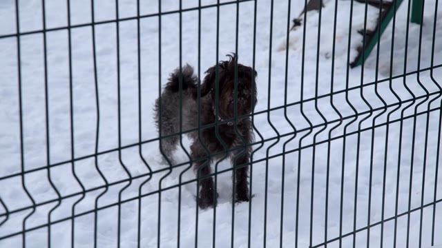 Small Dog Digs The Snow With Its Paws And Barks