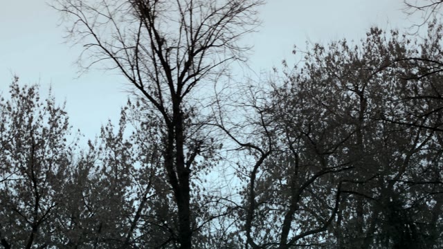 View Bald Trees