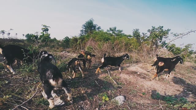 Wild Goats