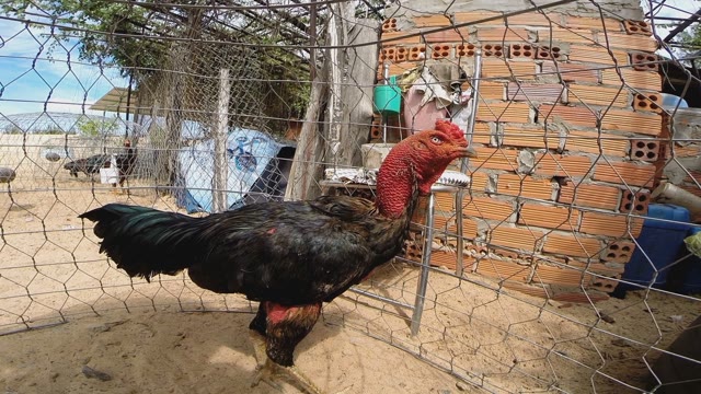 Wild Chicken