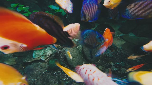 Fish Aquarium
