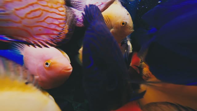Fish Swim Aquarium